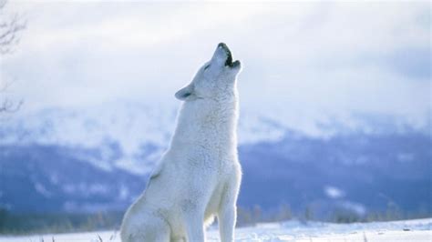 Winter Snow Nature Landscape Wolf Wolves Wallpapers Hd Desktop