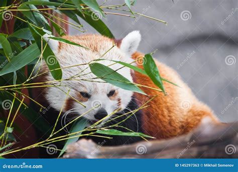 Cute Red Panda Small Pandaamong The Foliage Of Bamboo On The Branches