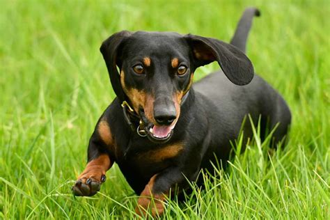 25 Mini Dachshund Breed Photo Bleumoonproductions