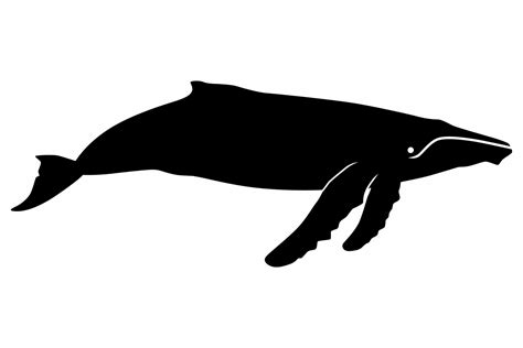 Humpback Whale Silhouette Graphic By Idrawsilhouettes · Creative Fabrica