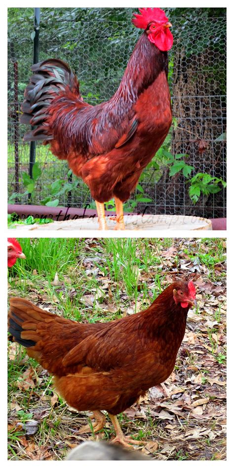 Saving Heritage Breed Chickens ~ Heritage Chicken Breeds Heritage