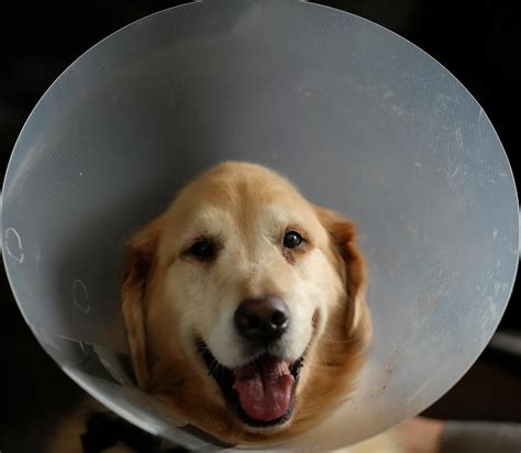 Meeko Party Hat Recovering From Knee Surgery Cheektowaga Bill