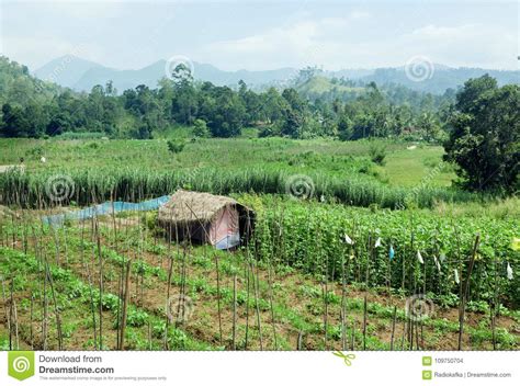 Farm On Green Meadow At Rural Landscape Of Sri Lanka Stock Photo