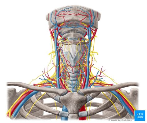 The neck is connected to the upper back through a series of seven vertebral segments. Nerves and arteries of head and neck: Anatomy, branches ...