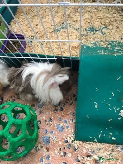 X2 Female Guinea Pigs And Indoor Set Up Scunthorpe Pets4homes