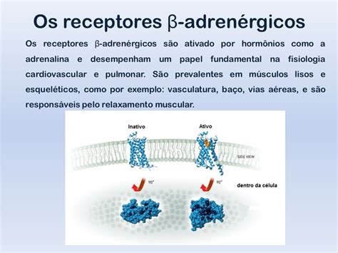 Receptores Alfa E Beta Adrenergicos