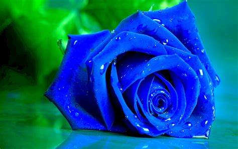 Here are only the best blue flower wallpapers. Blue Rose HD Wallpapers