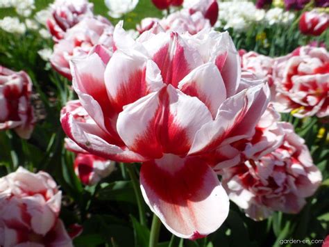 Tulip Tulipa Horizon Garden