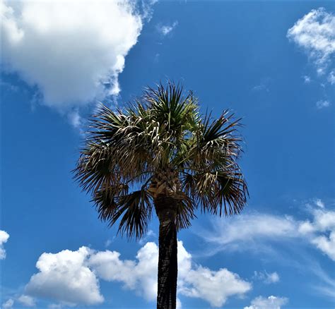 Florida Palm Tree Instant Download Digital Download Photography