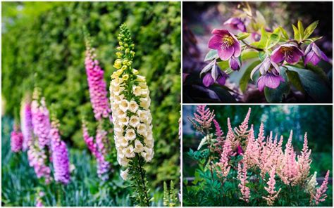 Top 25 Best Plants For Mostly Shade