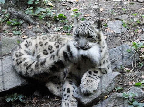 Through Golden Eyes: Snow Leopards Love Nomming On Their Fluffy Tails