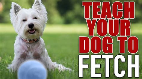 7 Steps To The Perfect Fetch For Food Motivated Dogs Youtube