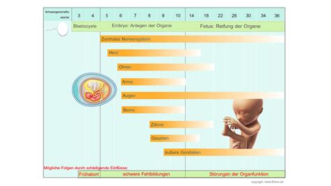 Übelkeit und erbrechen in der schwangerschaft treten recht häufig auf. Entwicklung vom Embryo zum Fötus: Grafiken, Bilder und ...