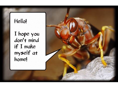 And throw it near some geese, then it will run near them causing them. How to Keep the Wasps Away from Your House | Tinley Park ...