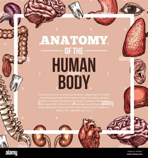 Human Body Anatomy Sketch Vector Poster Of Internal Organs Of Digestive