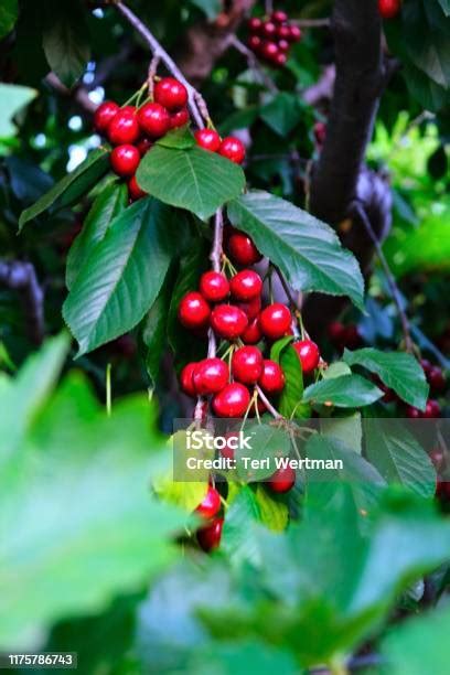 Ceri Bing Merah Berair Manis Tumbuh Dari Pohon Siap Panen Foto Stok