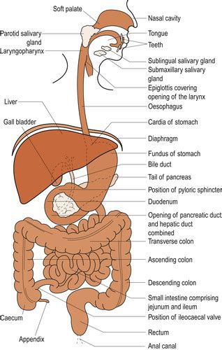 Upper Gastrointestinal Tract Diagram