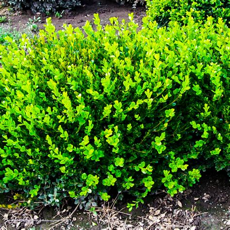 Fast Growing Cold Hardy Evergreen Shrub Live Plants Winter Gem Korean