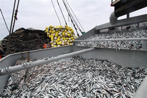 La Pesca Industrial Sigue Levantando Vuelo El Montonero