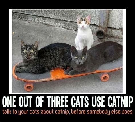 Funny Cat Meme Catnip Fridge Magnet 5 X 35 Funnymemes Cats Cute