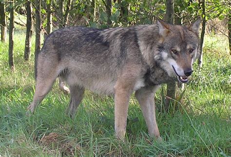 Filealba European Wolf Wikimedia Commons