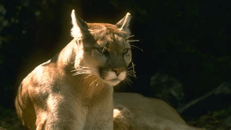 Mountain Lion Sighted In West Bishop Kibskbov News And