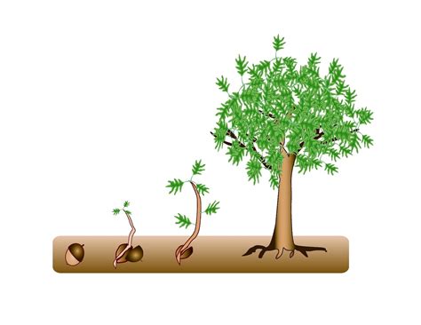 Tree Seeds Clipart 20 Free Cliparts Download Images On Clipground 2020