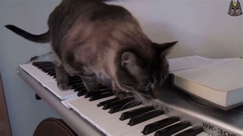 Cats Vs Pianos A Compilation Youtube