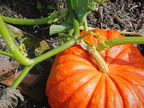 How To Grow All Kinds Of Great Pumpkins