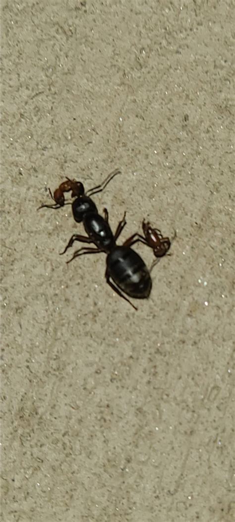 What Is This Black Ant Doing Its Been Crawling Around All Over The