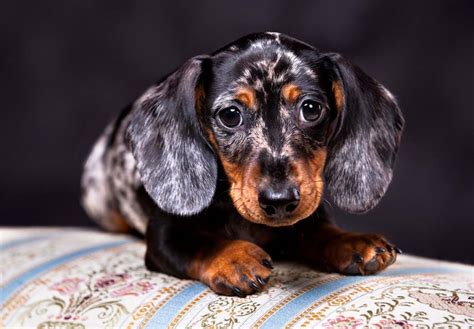 35 Mini Dachshund Puppies Breeders Picture Bleumoonproductions