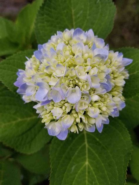 When and how to prune hydrangeas is often a source of confusion, but it doesn't have to be. Easy Care for Beautiful Hydrangeas ~ Southern Gardening ...