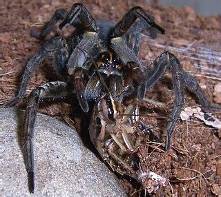The oldest recorded spider in the world was an australian trapdoor spider which lived to the ripe old age of 43 before being killed by a wasp. How to treat a wolf spider infestation - Quora