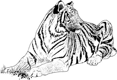 Coloring Pages Of Tigers Realistic