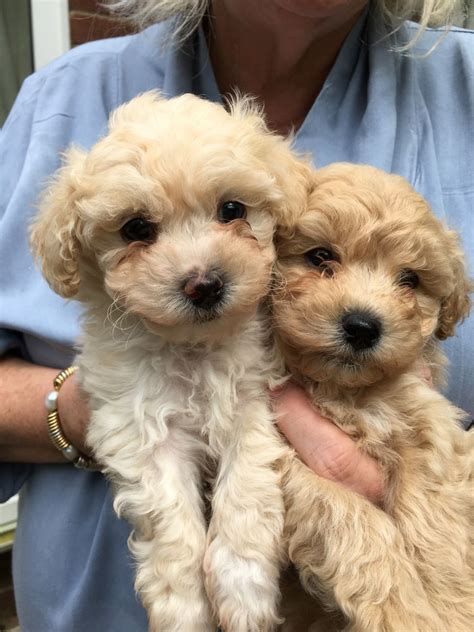 See more of dogs and puppies for sale in malaysia on facebook. Poochon puppies for sale | Newcastle Upon Tyne, Tyne and ...