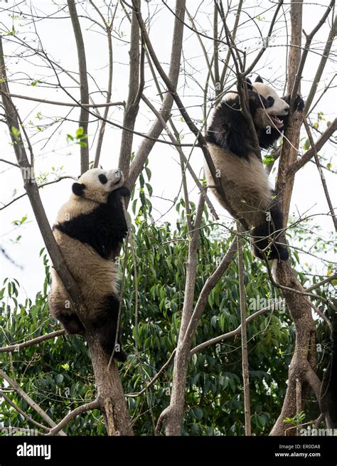 Pandas Gigantes Ailuropoda Melanoleuca Fotografías E Imágenes De Alta