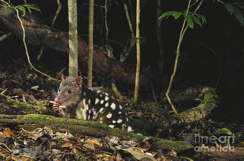 Spotted Tail Quoll Photograph By B G Thomson