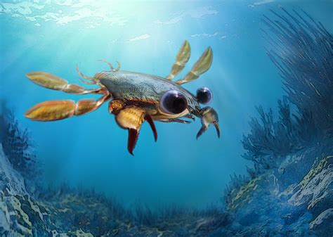 Scientists Unearth Utterly Bizarre Chimera Crab Fossil Faculty Of