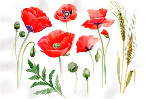 Watercolor Cool Red Poppy Png Set Graphic By Mystocks · Creative Fabrica