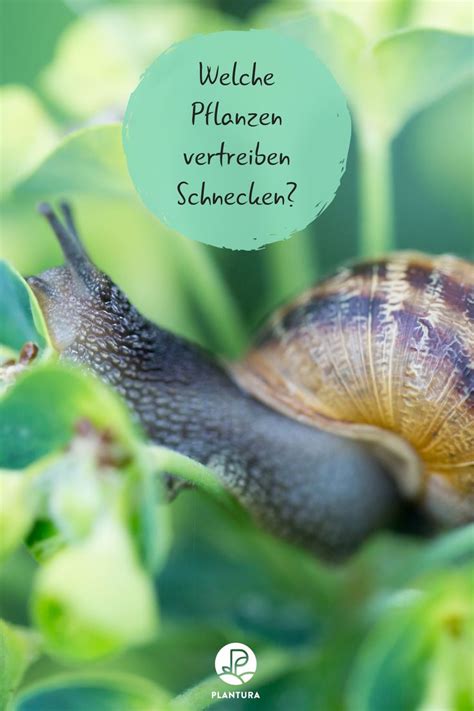 Garten ohne schneckenein gesunder, prächtiger garten muss keine mühe bereiten. Pflanzen gegen Schnecken: Was hilft wirklich | Pflanzen ...