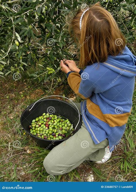 Girl And Olives 2 Stock Image Image Of Farm Agrarian 23688757