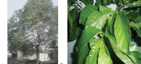Morinda Lucida Plant A And Leaves B Download Scientific Diagram