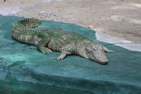 Сиамский крокодил фото и описание внешний вид где обитает и чем