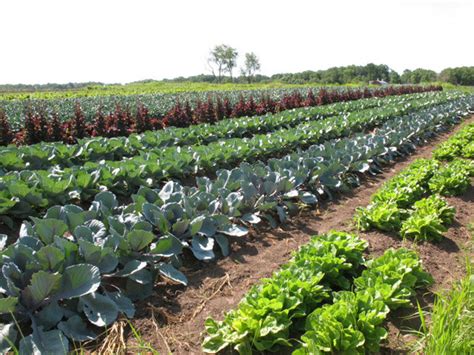 organic-farm-go-organic