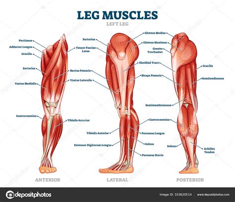 Leg Bones And Muscles Diagram Lower Leg Bones Anatomy Anatomy Drawing