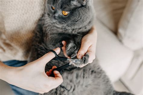 5 Step Guide: How to Trim Cat Nails - Tractive