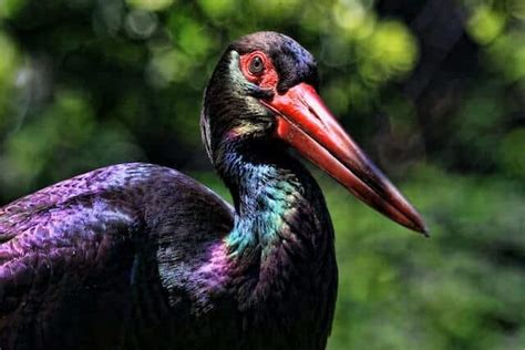 15 Stunning Black Birds With Red Beaks Pictures And Facts