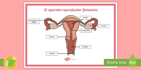 Actividad De Aparato Reproductor Femenino Para Sexto De Primaria Porn