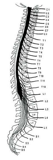 Vertebral Column Spinal Cord And Nerve Roots Figure By Johanna Paulin