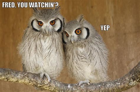Awesome Owls Part 2 Lolz Owl Spirit Animal Owl Pictures Awesome Owls